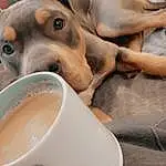 Dog, Drinkware, Tableware, Coffee Cup, Cup, Tea, Coffee, Cortado, Ingredient, Serveware, Dishware, Carnivore, White Coffee, CafÃ© Au Lait, Masala Chai, Dog breed, Comfort, Hong Kong-style Milk Tea