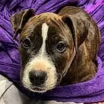 Dog, Dog breed, Canidae, Puppy, Carnivore, Snout, American Staffordshire Terrier, American Pit Bull Terrier, Companion dog, Fawn, Rare Breed (dog), Staffordshire Bull Terrier, Non-sporting Group, Valley Bulldog, Whiskers, Pit Bull