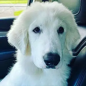 Name Great Pyrenees Dog Bodie