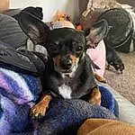 Dog, Comfort, Dog breed, Carnivore, Ear, Fawn, Companion dog, Snout, Canidae, Toy Dog, Furry friends, Couch, Sitting, Texas Heeler, Whiskers, Working Animal, Puppy, Living Room, Working Dog