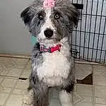 Dog, Dog breed, Canidae, Schnoodle, Carnivore, Puppy, Snout, Companion dog, Tibetan Terrier, Sporting Lucas Terrier, Poodle Crossbreed, Bolonka, Rare Breed (dog), Morkie, Havanese, Terrier, Kyi-leo, Catalan Sheepdog