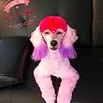 Dog, Carnivore, Dog breed, Pink, Dog Supply, Violet, Companion dog, Water Dog, Magenta, Toy, Wig, Toy Dog, Poodle, Snout, Furry friends, Standard Poodle, Dog Clothes, Canidae, Stuffed Toy