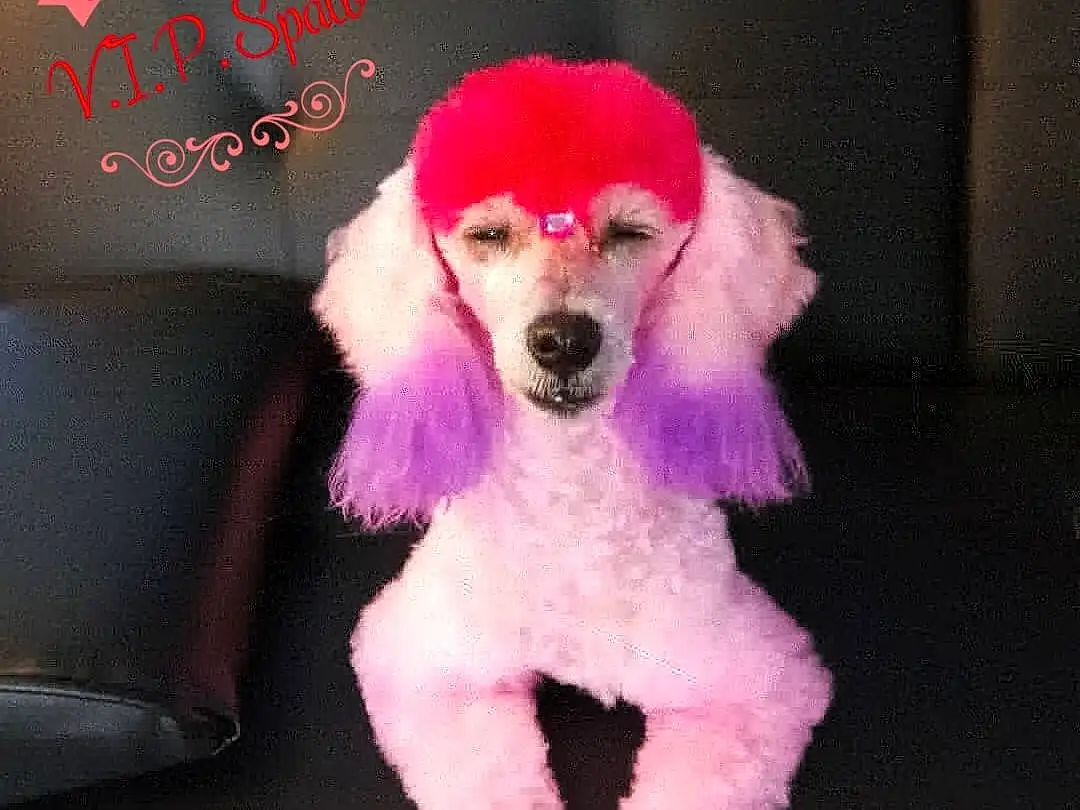 Dog, Carnivore, Dog breed, Pink, Dog Supply, Violet, Companion dog, Water Dog, Magenta, Toy, Wig, Toy Dog, Poodle, Snout, Furry friends, Standard Poodle, Dog Clothes, Canidae, Stuffed Toy