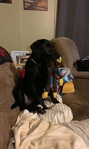 Name Labrador Retriever Dog Ripley