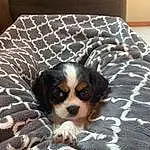 Brown, Dog, Furniture, Comfort, Carnivore, Dog breed, Textile, Fawn, King Charles Spaniel, Companion dog, Whiskers, Door, Linens, Toy Dog, Wood, Snout, Bed, Bedding, Room