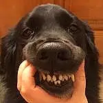 Dog, Dog breed, Carnivore, Gesture, Companion dog, Whiskers, Snout, Smile, Working Animal, Happy, Liver, Furry friends, Borador, Canidae, Wood, Hardwood, Fang, Retriever, Working Dog