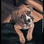 Dog, Dog breed, Canidae, Carnivore, Puppy, Black Mouth Cur, Boerboel, Snout, Puggle, Boxer, Fawn, Photo Caption, American Pit Bull Terrier, Puppy love, Cane Corso, Non-sporting Group, Pit Bull