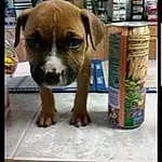 Dog, Canidae, Dog breed, Puppy, Carnivore, Snout, American Pit Bull Terrier, Fawn, Companion dog, Boxer, Rare Breed (dog), Pit Bull, American Staffordshire Terrier, Staffordshire Bull Terrier, Non-sporting Group, Photo Caption
