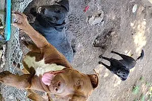 Pitt Bull Terrier Dog Apallo
