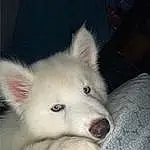 Dog, Dog breed, Carnivore, Companion dog, Samoyed, Furry friends, American Eskimo Dog, Canidae, Spitz, Wolf, Whiskers, Canis, Non-sporting Group, Terrestrial Animal, Volpino Italiano, Working Animal, Ancient Dog Breeds