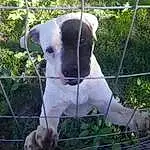 Plant, Fence, Working Animal, Dog breed, Grass, Carnivore, Companion dog, Dog, Wire Fencing, Snout, Goat, Whiskers, Pet Supply, Terrestrial Animal, Collar, Livestock, Mesh, Canidae, Sheep