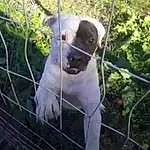 Plant, Dog, Fence, Carnivore, Collar, Working Animal, Fawn, Grass, Dog breed, Snout, Whiskers, Terrestrial Animal, Companion dog, Wire Fencing, Dog Collar, Pet Supply, Ancient Dog Breeds, Tail, Metal, Home Fencing