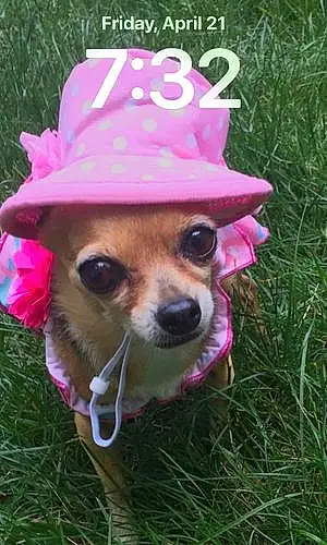 Chihuahua Dog Precious Peanut
