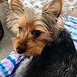 Dog, Dog breed, Carnivore, Companion dog, Fawn, Snout, Toy Dog, Terrier, Small Terrier, Furry friends, Liver, Canidae, Event, Biewer Terrier, Yorkipoo, Terrestrial Animal, Dog Supply, Puppy, Australian Terrier