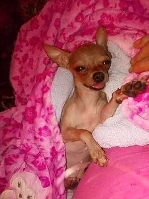 Name Chihuahua Dog Peanut