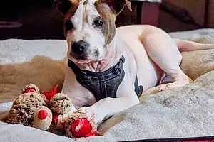 Name Pitt Bull Terrier Dog Opie
