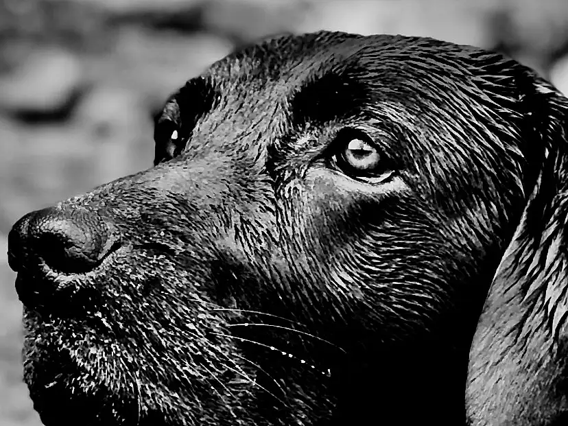 Water, Dog, Dog breed, Carnivore, Working Animal, Black-and-white, Style, Whiskers, Terrestrial Animal, Snout, Monochrome, Black & White, Liver, Gun Dog, Canidae, Companion dog, Furry friends