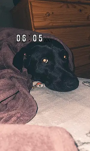 Name Labrador Retriever Dog Onyx