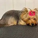 Dog, Carnivore, Dog breed, Dog Supply, Liver, Fawn, Companion dog, Toy Dog, Snout, Water Dog, Small Terrier, Terrier, Furry friends, Canidae, Yorkshire Terrier, Yorkipoo, Paw, Biewer Terrier, Working Animal