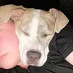 Dog, Carnivore, Dog breed, Jaw, Ear, Fawn, Companion dog, Snout, Whiskers, Comfort, Working Animal, Terrestrial Animal, Guard Dog, Non-sporting Group, Dogo Argentino, Pet Supply, Cordoba Fighting Dog