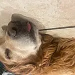 Dog, Ear, Carnivore, Liver, Dog breed, Companion dog, Fawn, Whiskers, Snout, Wood, Furry friends, Collar, Working Animal, Dog Collar, Paw, Retriever, Comfort, Canidae, Nap