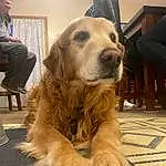 Dog, Dog breed, Carnivore, Companion dog, Fawn, Chair, Snout, Canidae, Furry friends, Natural Material, Working Animal, Golden Retriever, Working Dog, Gun Dog