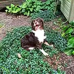 Plant, Dog breed, Carnivore, Grass, Companion dog, Fawn, Groundcover, Felidae, Liver, Tail, Lawn, Small To Medium-sized Cats, Canidae, Garden, Shrub, Irish Red And White Setter, Sitting, Landscaping, Terrestrial Animal