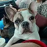 Dog, Dog breed, Ear, Working Animal, Comfort, Carnivore, Whiskers, Companion dog, Fawn, Toy Dog, Snout, Bulldog, Canidae, Terrestrial Animal, Wrinkle, Puppy love, French Bulldog, Boston Terrier, Furry friends