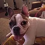 Dog, Bulldog, Eyes, Dog breed, Carnivore, Ear, Working Animal, Whiskers, Companion dog, Fawn, Comfort, Snout, Toy Dog, Terrestrial Animal, Canidae, Wrinkle, French Bulldog, Molosser, Furry friends