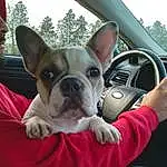 Dog, Dog breed, Carnivore, Comfort, Sky, Ear, Working Animal, Bulldog, Companion dog, Fawn, Tableware, Steering Wheel, Vehicle Door, Vroom Vroom, Snout, Toy Dog, Whiskers, Vehicle, Car, Personal Luxury Car