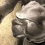 Dog, Carnivore, Gesture, Working Animal, Dog breed, Companion dog, Snout, Wrinkle, Foot, Human Leg, Liver, Furry friends, Terrestrial Animal, Paw, Comfort, Tail, Whiskers, Wood, Guard Dog