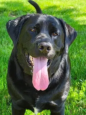 Firstname Labrador Retriever Dog Ruger