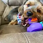 Dog, Carnivore, Dog Supply, Fawn, Dog breed, Companion dog, Pet Supply, Comfort, Liver, Happy, Working Animal, Furry friends, Couch, Electric Blue, Airedale Terrier, Sitting, Linens, Paw