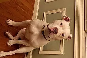 Name Pitt Bull Terrier Dog Joker