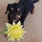 Dog, Flower, Dog breed, Carnivore, Working Animal, Plant, Companion dog, Fawn, Toy Dog, Petal, Snout, Chihuahua, Dog Supply, Whiskers, Canidae, Paw, Pet Supply, Furry friends