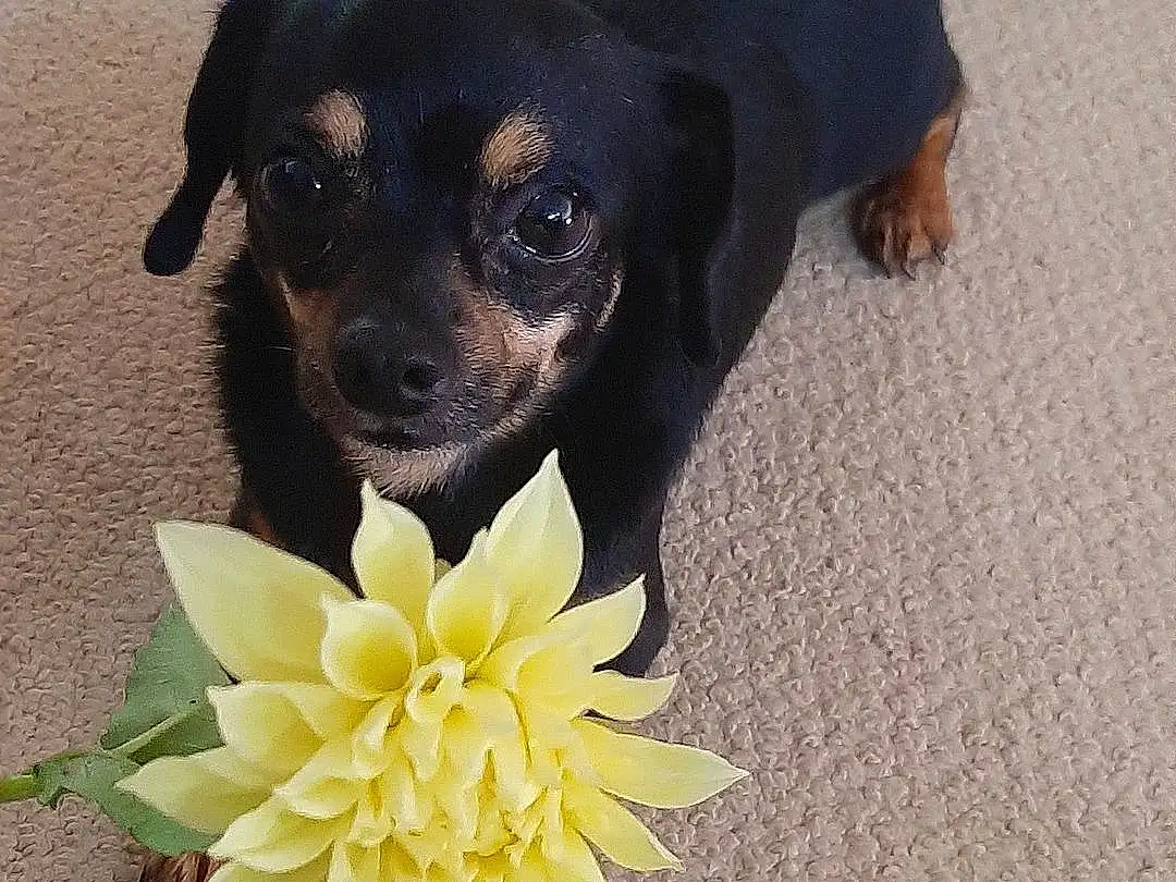 Dog, Flower, Dog breed, Carnivore, Working Animal, Plant, Companion dog, Fawn, Toy Dog, Petal, Snout, Chihuahua, Dog Supply, Whiskers, Canidae, Paw, Pet Supply, Furry friends