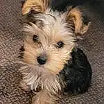 Dog, Dog breed, Carnivore, Companion dog, Fawn, Toy Dog, Snout, Working Animal, Small Terrier, Terrier, Canidae, Dog Supply, Furry friends, Maltepoo, Biewer Terrier, Yorkipoo, Puppy, Non-sporting Group, Terrestrial Animal