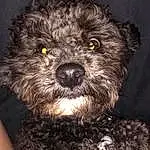 Dog, Canidae, Schnoodle, Dog breed, Poodle Crossbreed, Bolonka, Terrier, Lagotto Romagnolo, Carnivore, Cockapoo, Miniature Poodle, Snout, Toy Poodle, Shih-poo, Spanish Water Dog, Furry friends, Poodle, Barbet