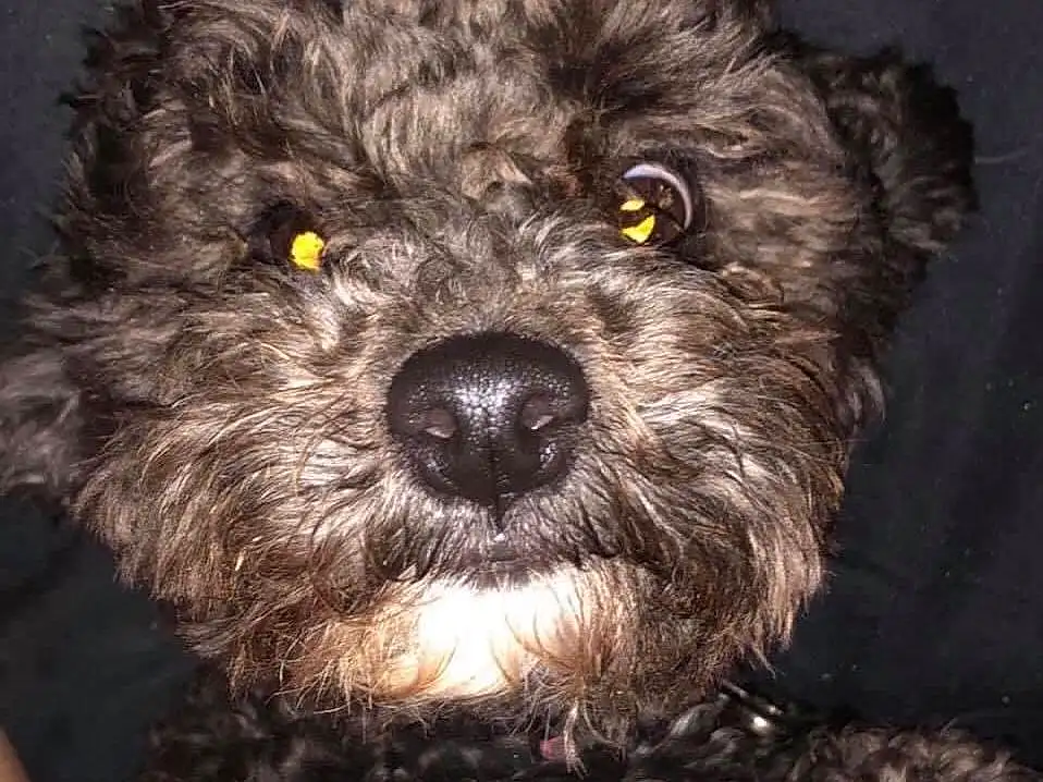 Dog, Canidae, Schnoodle, Dog breed, Poodle Crossbreed, Bolonka, Terrier, Lagotto Romagnolo, Carnivore, Cockapoo, Miniature Poodle, Snout, Toy Poodle, Shih-poo, Spanish Water Dog, Furry friends, Poodle, Barbet