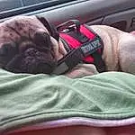 Dog, Cloud, Leg, Comfort, Muscle, Textile, Carnivore, Dog breed, Fawn, Cool, Vehicle Door, Companion dog, Linens, Wrinkle, Thigh, Car Seat, Human Leg, Auto Part, Car Seat Cover, Child