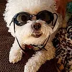 Glasses, Dog, Vision Care, Sunglasses, Goggles, Dog breed, Dog Clothes, Blue, Carnivore, Dog Supply, Companion dog, Eyewear, Fawn, Toy Dog, Dog Collar, Snout, Toy, Terrier, Stuffed Toy, Furry friends