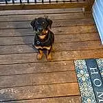 Brown, Dog, Plant, Dog breed, Wood, Carnivore, Fawn, Companion dog, Hardwood, Tints And Shades, Door, Snout, Wood Stain, Plank, Working Animal, Canidae, Guard Dog