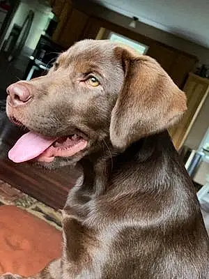 Name Labrador Retriever Dog Norman