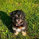 Dog, Carnivore, Dog breed, Grass, Companion dog, Toy Dog, Groundcover, Terrier, Soil, Plant, Small Terrier, Furry friends, Maltepoo, Terrestrial Animal, Working Animal, Canidae, Working Dog, Grassland, Non-sporting Group