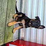 Dog, Carnivore, Wood, Felidae, Dog breed, Companion dog, Small To Medium-sized Cats, Pinscher, Tail, Table, Hardwood, Terrestrial Animal, Guard Dog, Toy Dog, Wood Stain, Curtain, Paw, Working Animal, Whiskers
