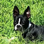 Dog, Plant, Dog breed, Carnivore, Boston Terrier, Grass, Working Animal, Companion dog, Fawn, Whiskers, Ear, Snout, French Bulldog, Terrestrial Animal, Dog Collar, Canidae, Groundcover, Collar, Carmine