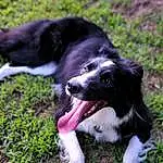 Dog, Dog breed, Carnivore, Companion dog, Grass, Fawn, Tail, Snout, Plant, Working Animal, Canidae, Terrestrial Animal, Furry friends, Working Dog, Paw, Puppy, Spaniel, Border Collie, Non-sporting Group