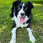 Dog, Plant, Carnivore, Dog breed, Grass, Companion dog, Border Collie, Herding Dog, Groundcover, Tail, Tree, Whiskers, Canidae, Working Animal, Furry friends, Working Dog, Puppy