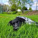 Dog, Plant, Sky, Cloud, Dog breed, Carnivore, Tree, Grass, Companion dog, Grassland, Groundcover, Working Animal, Snout, Lawn, Pasture, Canidae, Tail, Field