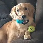 Dog, Carnivore, Dog breed, Chair, Ball, Fawn, Plant, Companion dog, Dog Supply, Whiskers, Snout, Tennis Ball, Couch, Gun Dog, Retriever, Dog Toy, Furry friends, Working Animal, Dog Collar